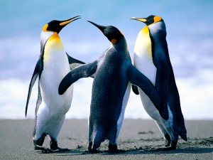 foto pingwinów